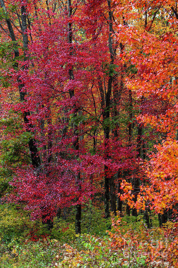 Autumn Colors Photograph by Edward Sobuta