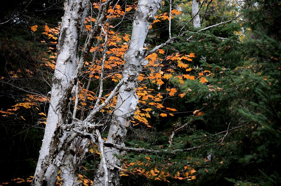 Autumn Colors Photograph by Elaine Berger