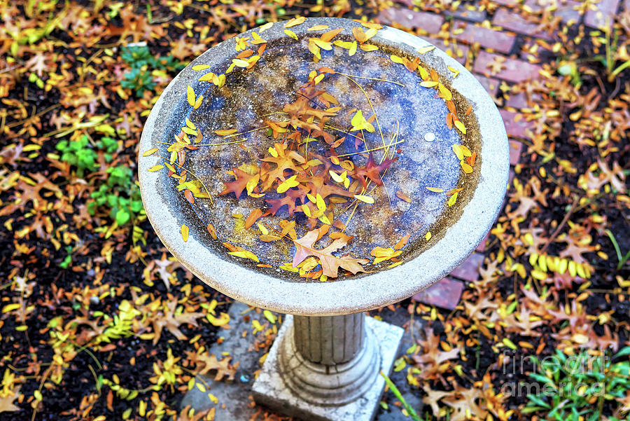Autumn Colors in Boston Photograph by John Rizzuto