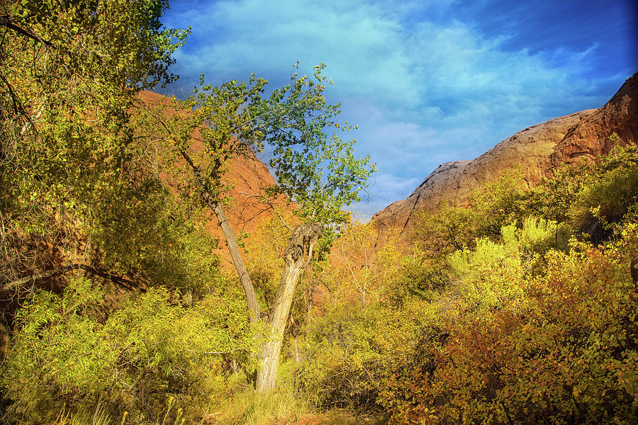 Autumn colors in Coyote Gulch Photograph by Kunal Mehra