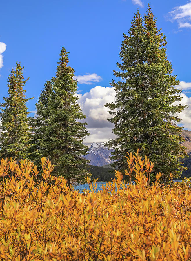 Autumn Colors In The Canadian Rockies Photograph by Dan Sproul