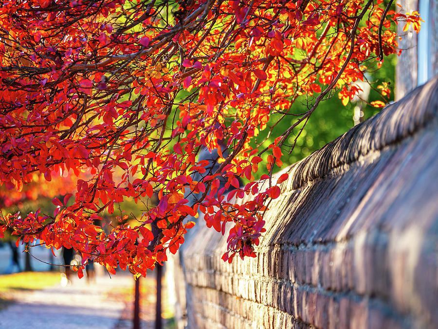 Autumn Colors in Williamsburg Photograph by Rachel Morrison
