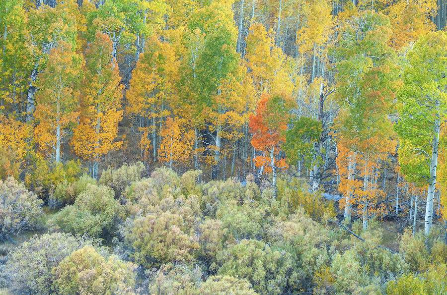 Autumn Colors Photograph by Jonathan Nguyen