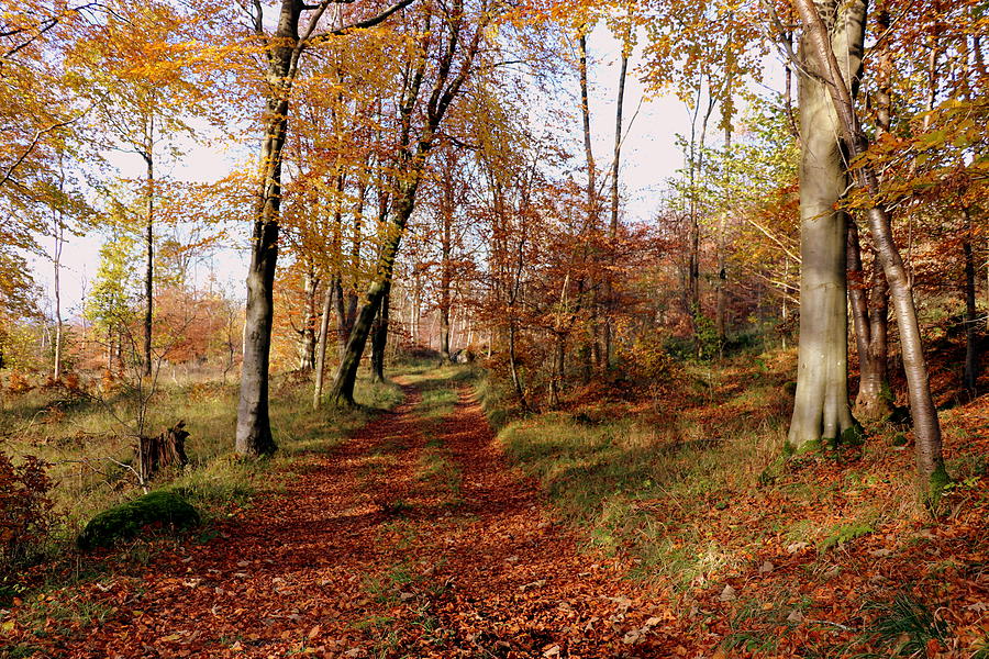 Autumn colors Photograph by Lukasz Ryszka