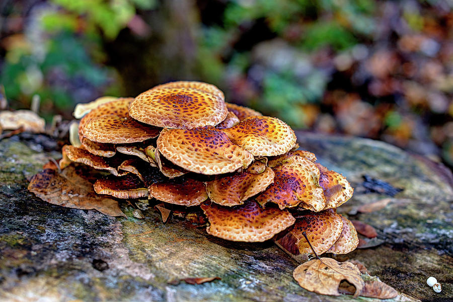 Autumn Colors Mushrooms Photograph by Greg Sigrist