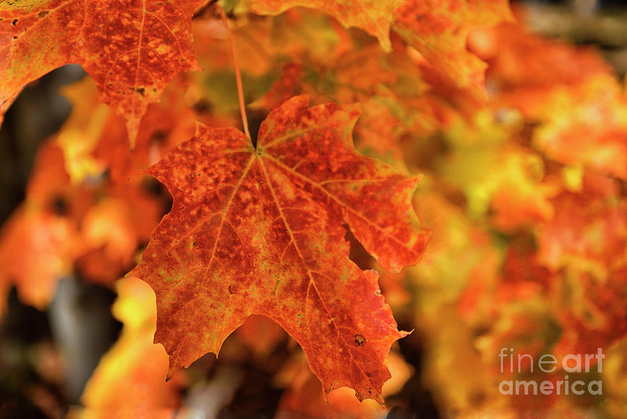 Autumn Colors Photograph by Norman Gabitzsch
