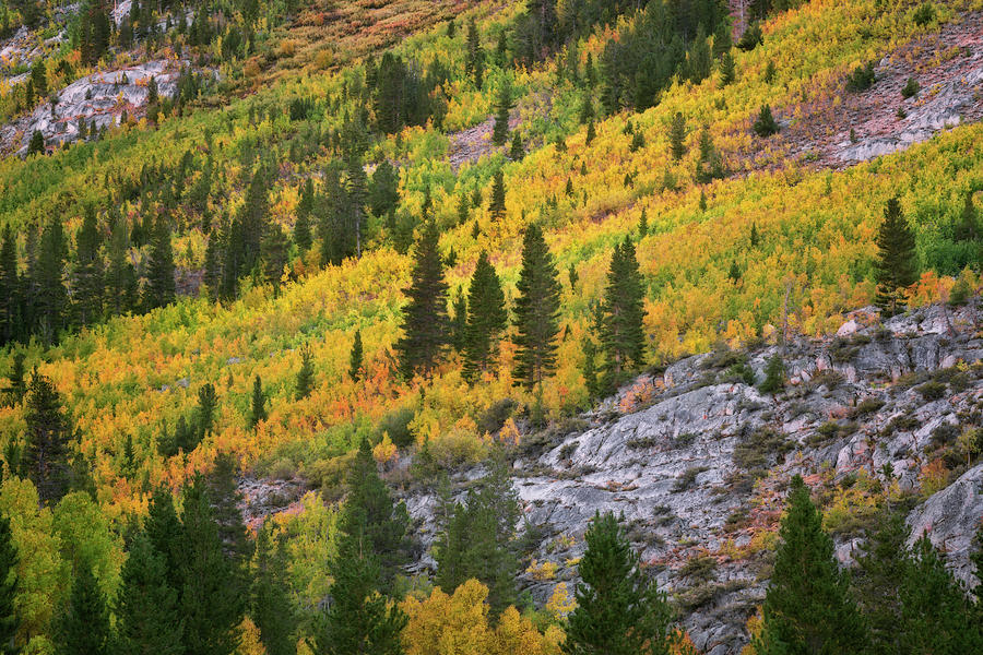 Tree Photograph - Autumn colors of aspen on the slopes along Bishop Creek Canyon. by Larry Geddis
