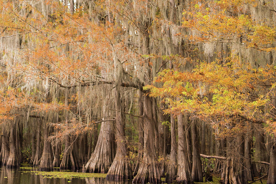 Autumn colors of bald cypress forest - Caddo Lake in Texas Photograph by Ellie Teramoto