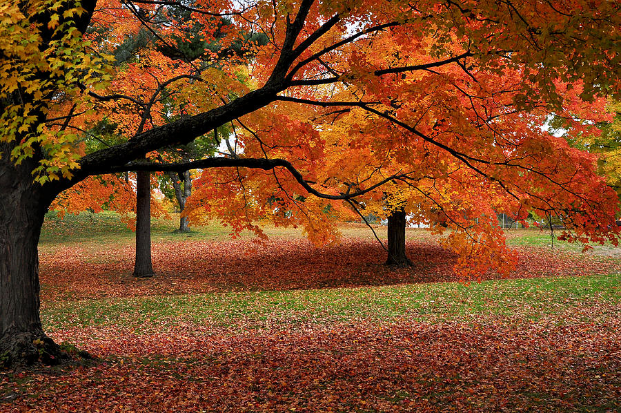 Autumn colors of New England Photograph by Shobeir Ansari