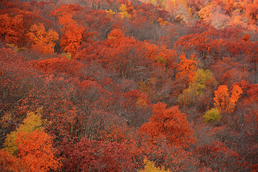 Autumn Colors of Virginia 2 Photograph by Raymond Salani III