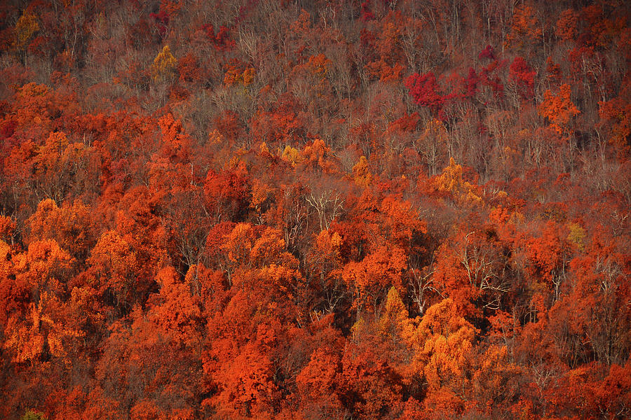 Autumn Colors of Virginia Photograph by Raymond Salani III