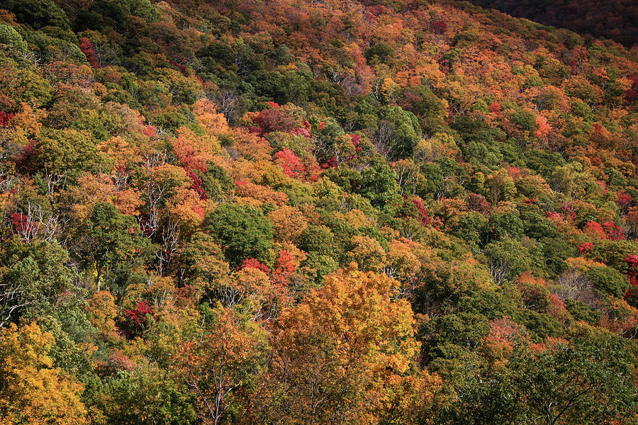 Autumn Colors on the Mountain Photograph by Deb Beausoleil