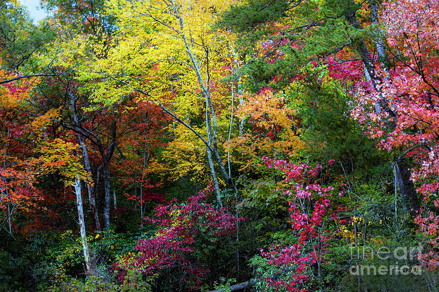 Autumn Colors Pop in the Smokies Photograph by Theresa D Williams