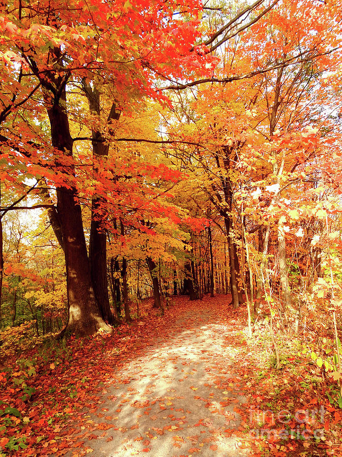 Autumn Pyrography - Autumn Colors Quebec by Tony Singarajah Autumn Pyrography - Autumn Colors Quebec by Tony Singarajah