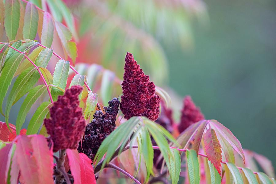 Autumn Colors Staghorn Sumac Photograph by Marlin and Laura Hum