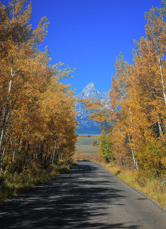 Autumn Colors Surrounding Grand Teton Road Photograph by Dan Sproul