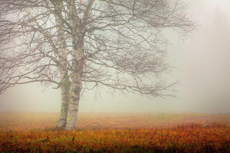 Autumn Tree in Fog 0873 Photograph by Greg Hartford