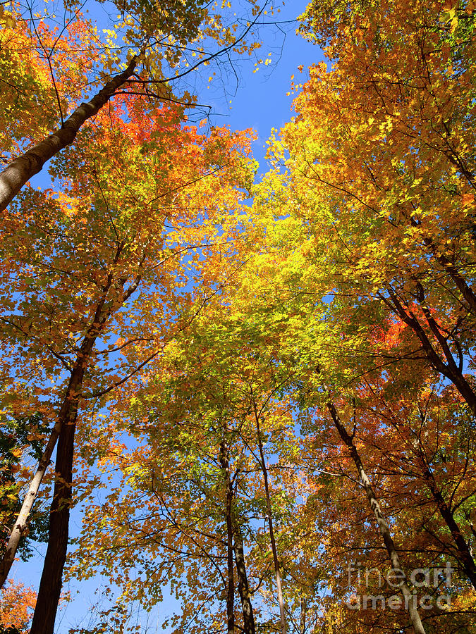 Autumn colours at Tiffany Creek Conservation Area, Ancaster, Ont Photograph by Louise Heusinkveld