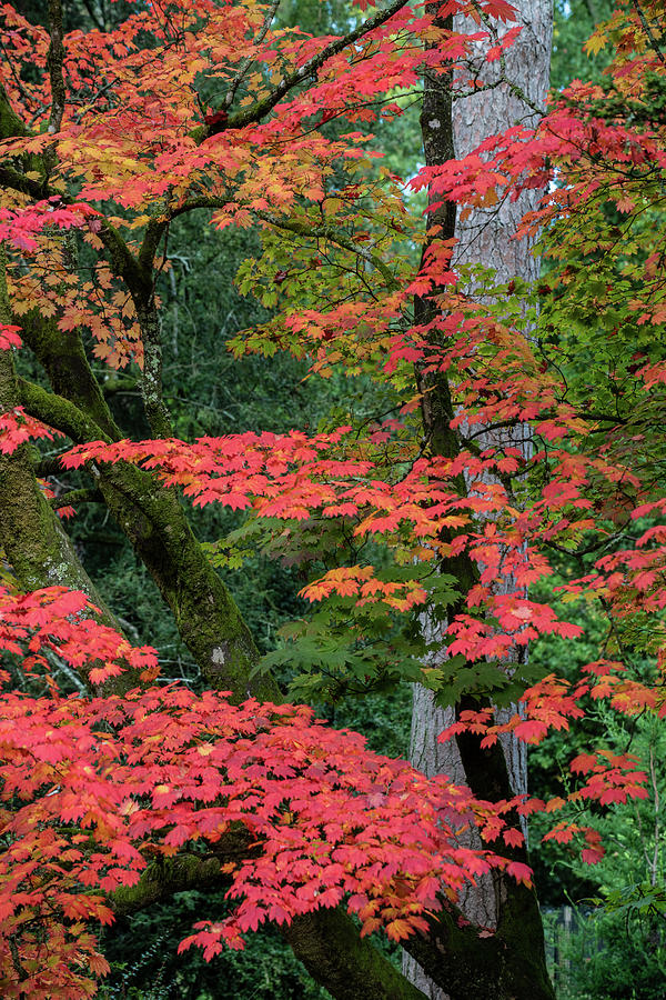 Autumn colours at Westonbirt Arboretum in Gloucestershire Photograph by