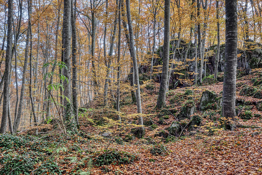 Autumn Colours In La Fageda D'en Jorda, La Garrotxa, Catalonia 