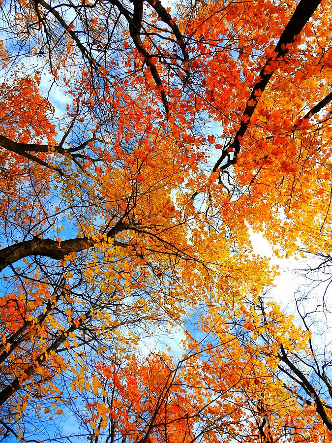 Quebec Photograph - Autumn colours in Quebec 38 by Tony Singarajah