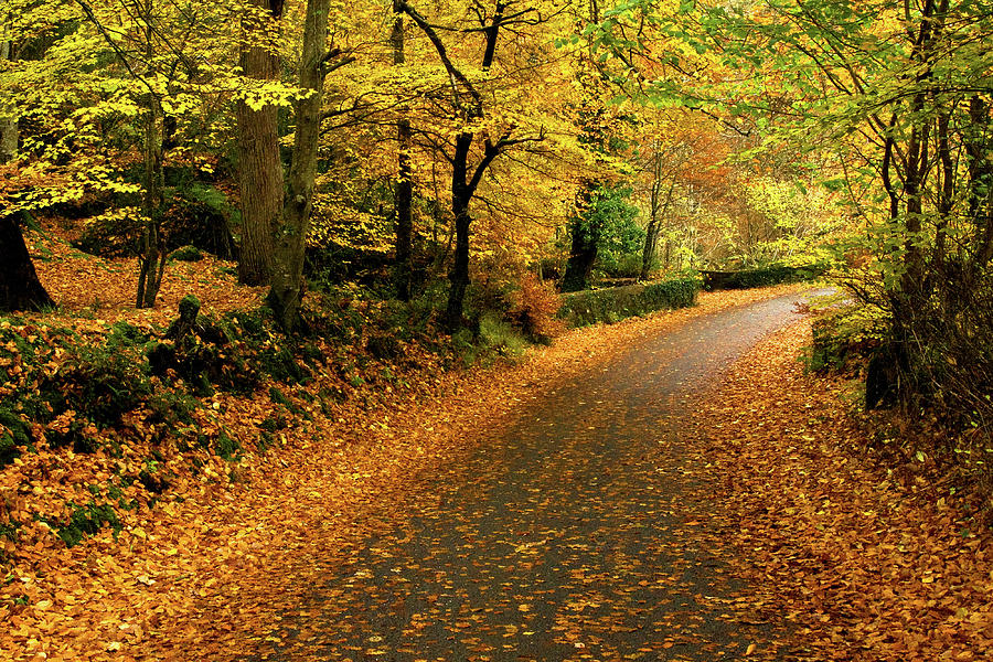 Autumn - Ramelton, Donegal Photograph by John Soffe