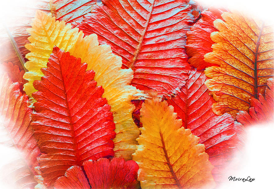 Autumn Colours Mixed Media by Moira Law