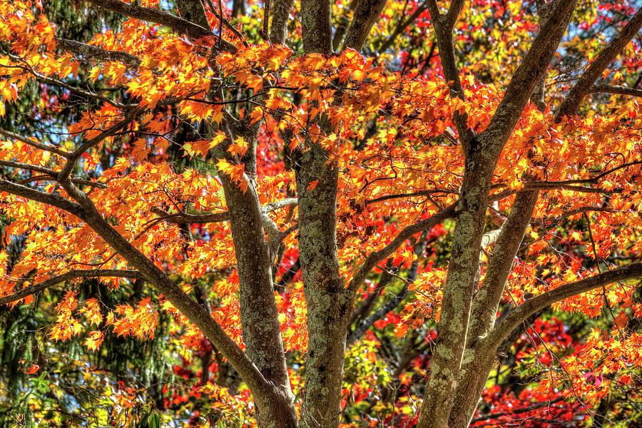 Autumn Colours Sleepy Hollow Photograph