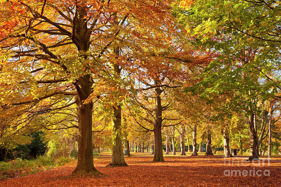 Autumn Colours, University Park, Nottingham Photograph by Neale And Judith Clark