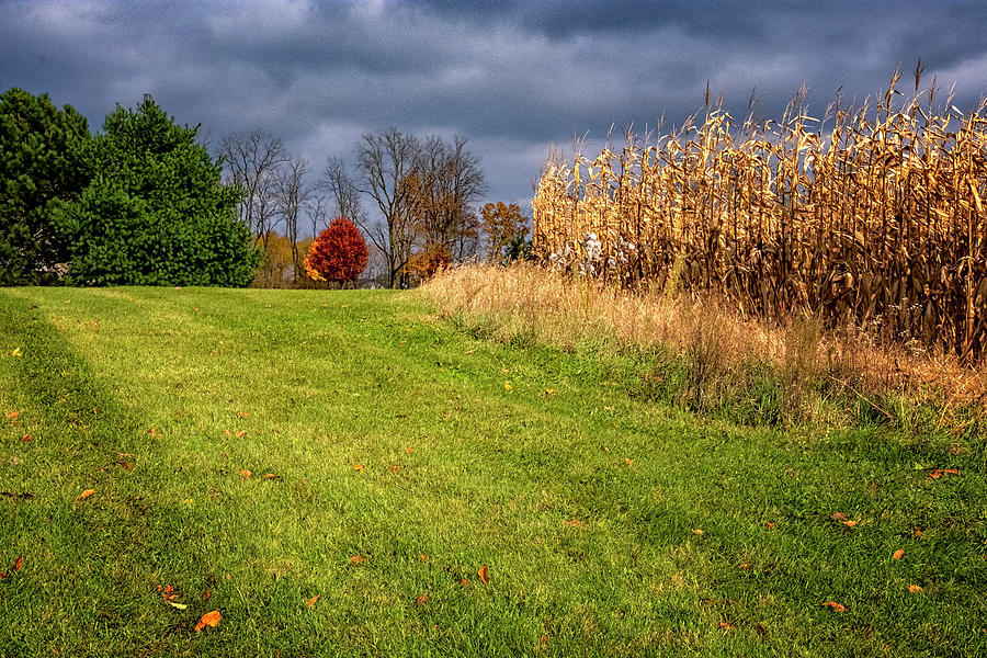 Autumn Corn Field Photograph by Tom Singleton