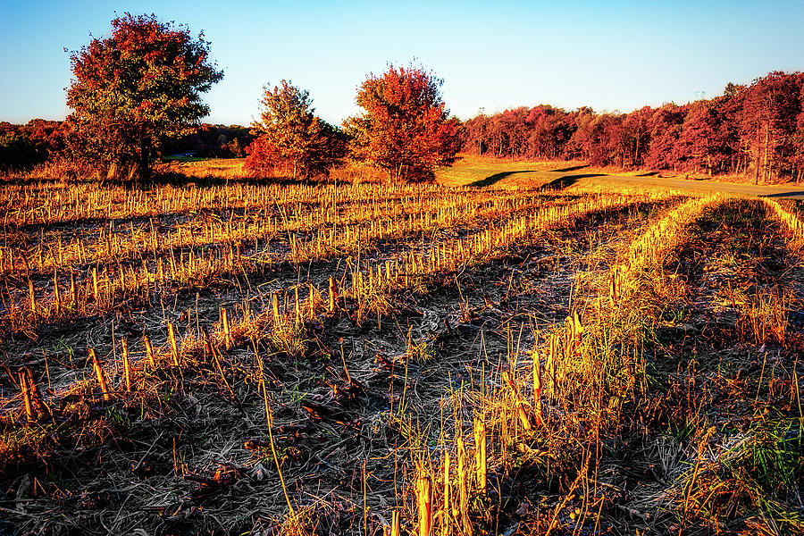 Autumn Corn Fields horizontal Photograph by Dan Carmichael