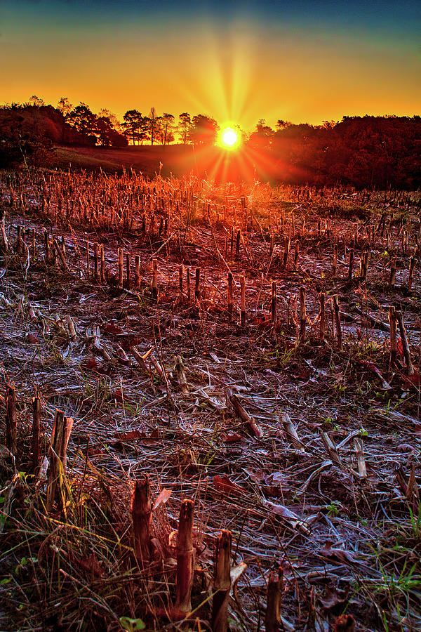 Autumn Corn Fields vertical Photograph by Dan Carmichael