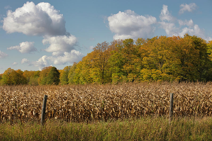 Autumn Corn Photograph by Mark Bear