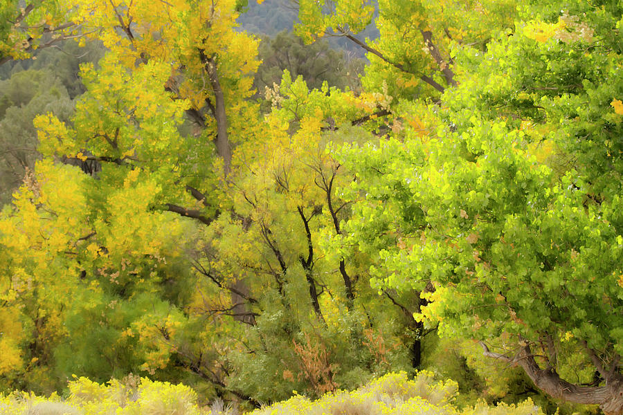 Autumn Cottonwood Tree Colors Digital Art by Waterdancer
