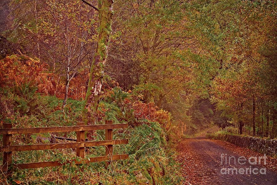 Autumn Country Lane Photograph by Martyn Arnold
