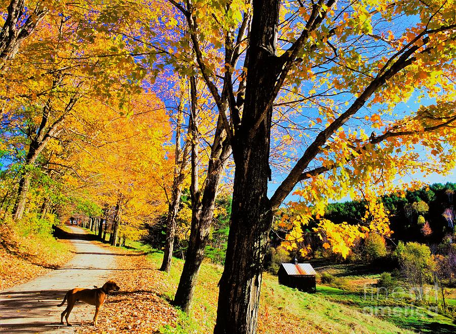 Autumn country road with dog Photograph by Michael McCormack