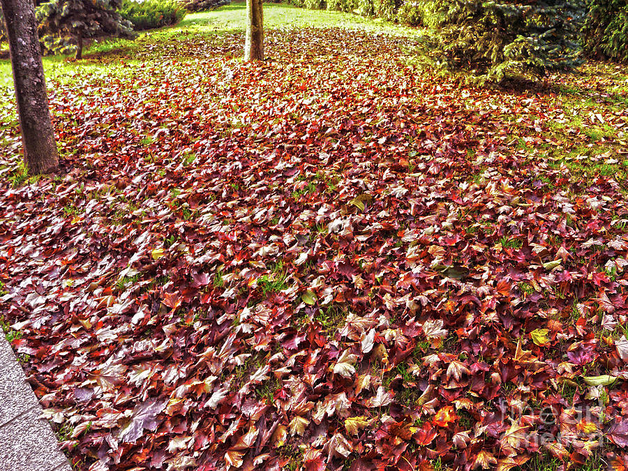 Autumn Cover Photograph by Jasna Dragun