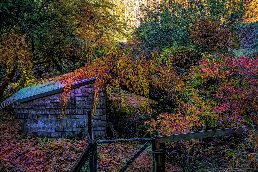 Autumn Covered Photograph by Bill Posner