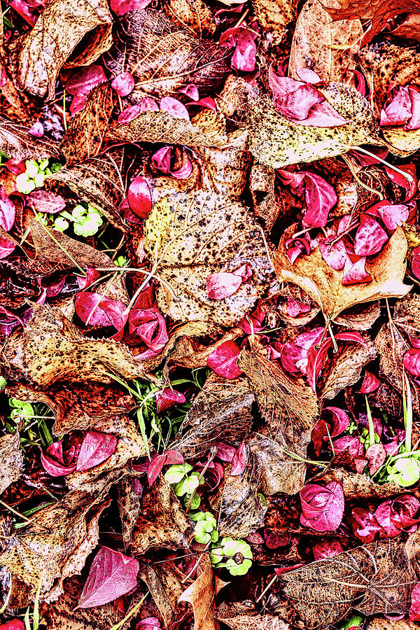 Autumn Covers the Earth fx Photograph by Dan Carmichael