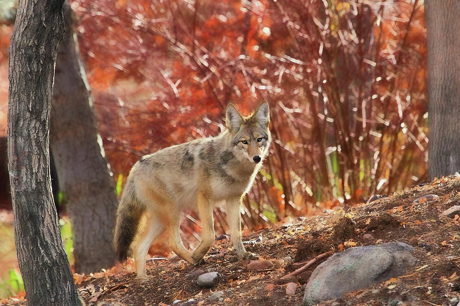 Autumn Coyote  Photograph by Donna Kennedy
