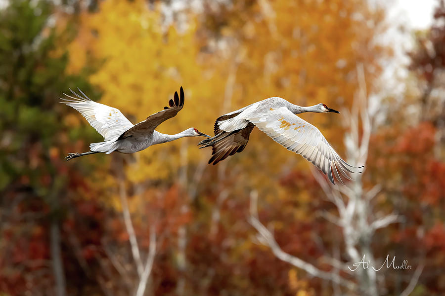 Autumn Cranes Photograph by Al  Mueller