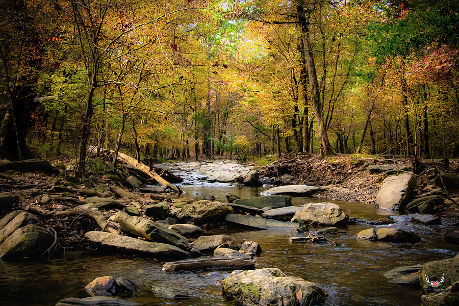 Autumn Creek Photograph by Pam Rendall
