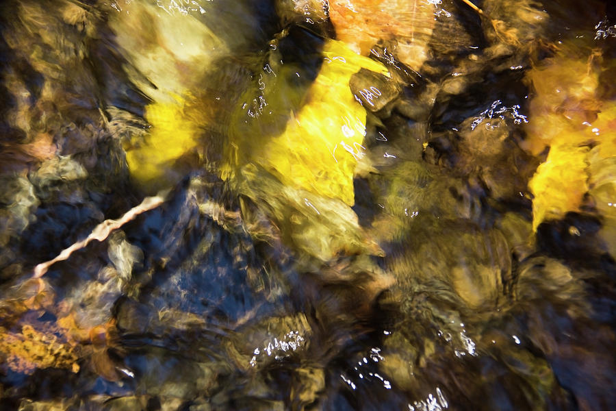 Autumn Leaves Under Flowing Water by Yulia Kazansky Autumn Leaves Under Flowing Water by Yulia Kazansky