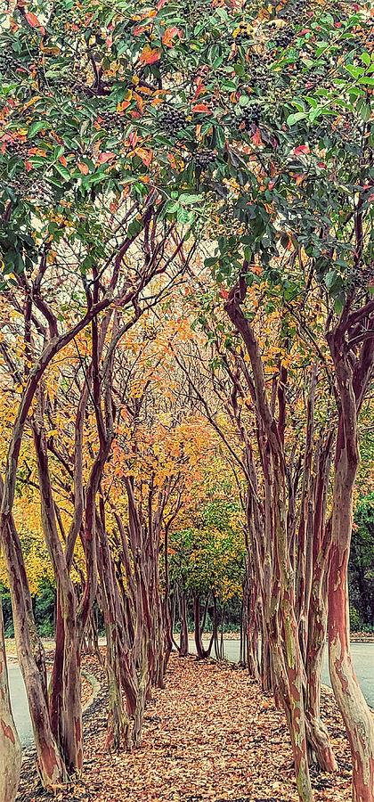 Autumn Crepe Myrtle Trees Photograph by Kathy Barney