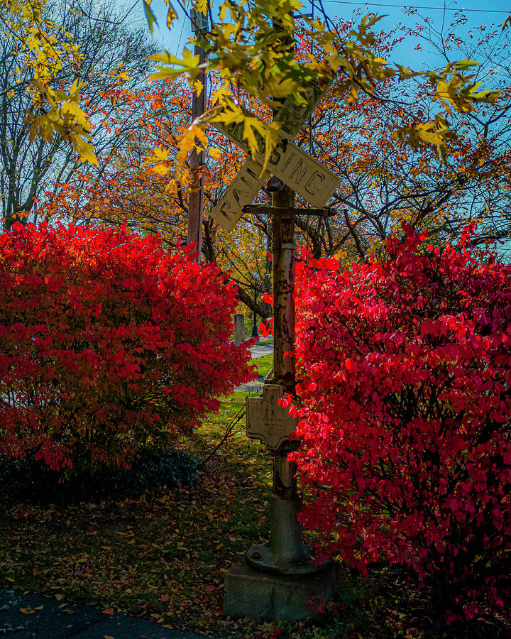 Autumn Crossing Photograph by Danny Mongosa