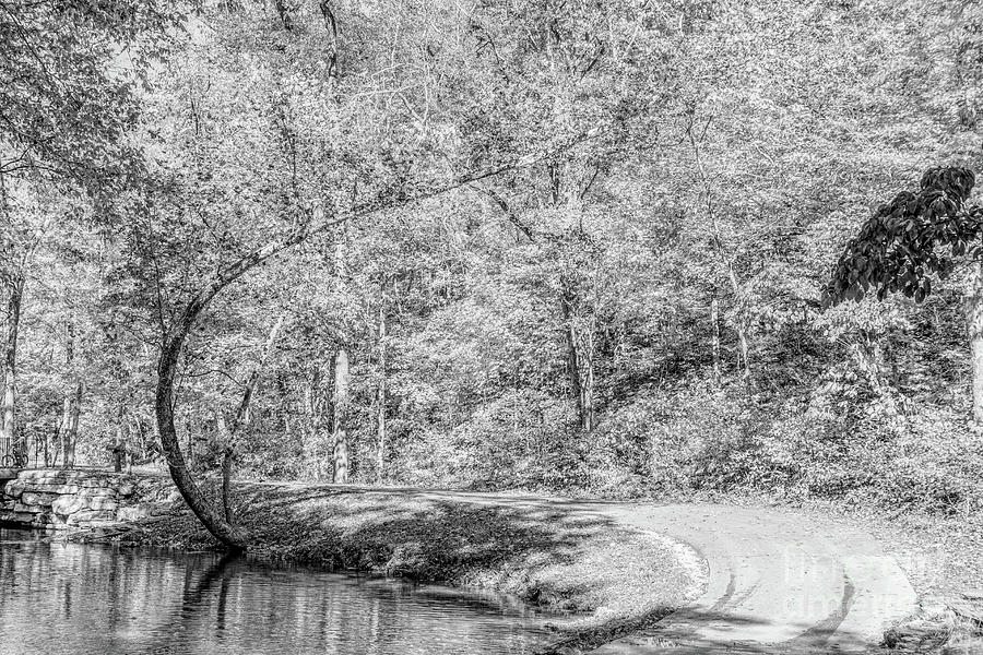 Autumn Curves Grayscale Photograph by Jennifer White