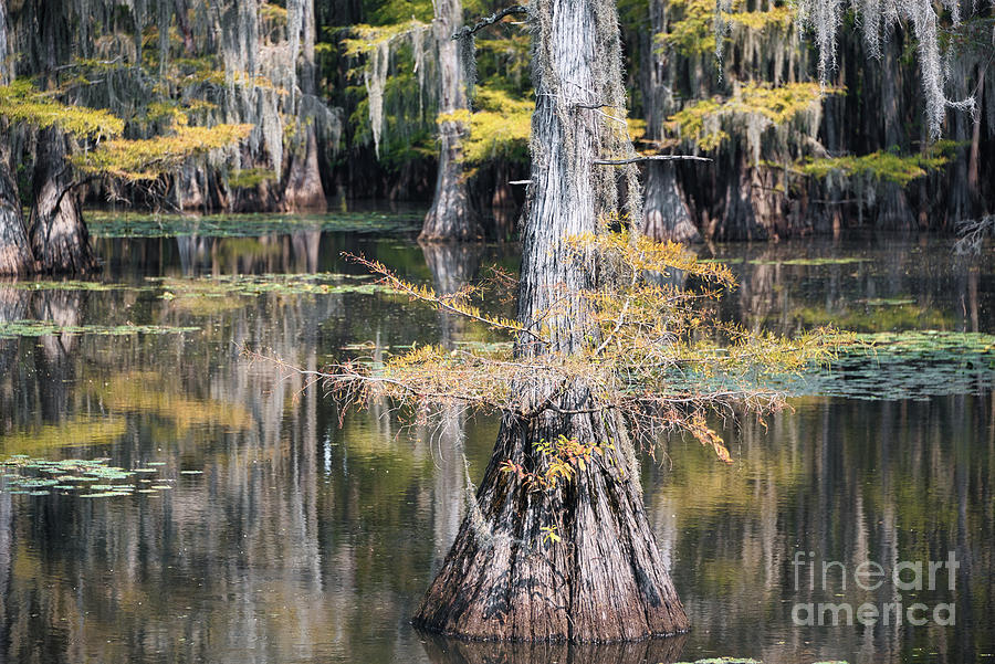 Autumn Cypress 2 Photograph by Andrea Anderegg