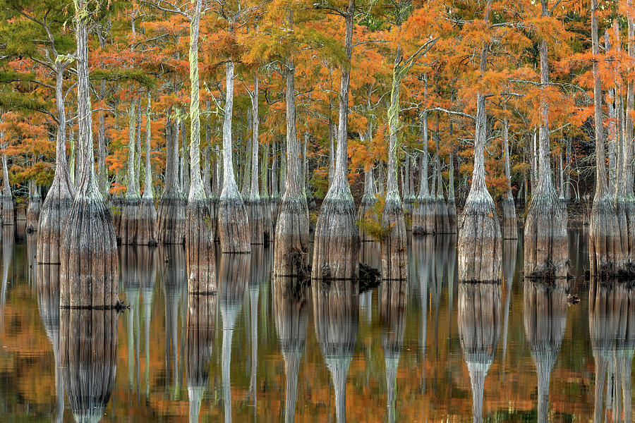Autumn Cypress Reflections Photograph by Eric Albright