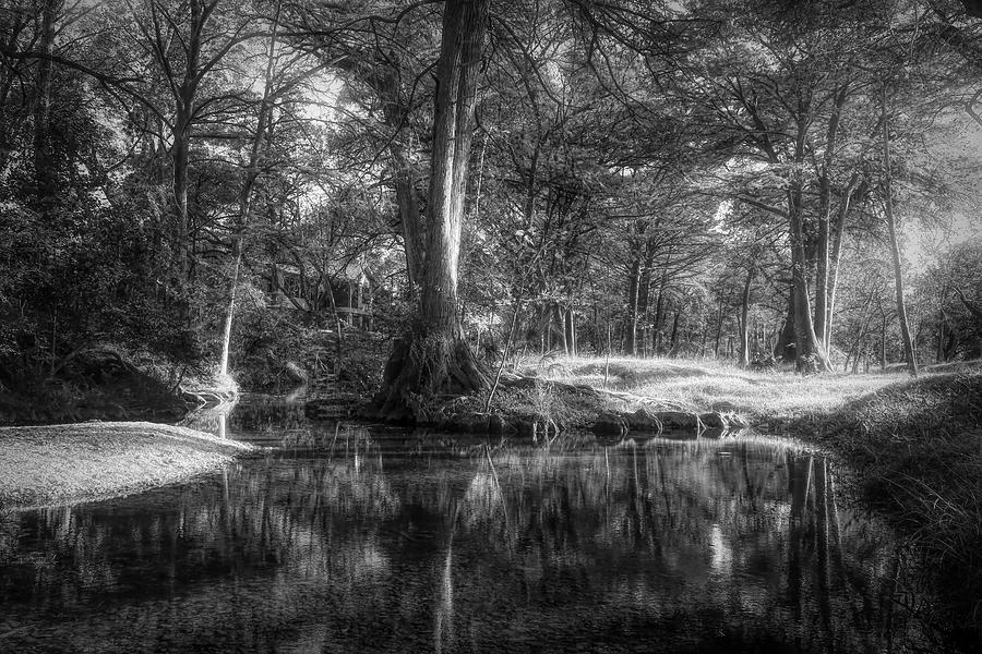 Autumn Cypress Trees Black And White Photograph