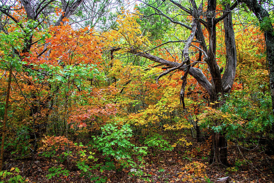 Autumn Dance at Lost Maples Photograph by Lynn Bauer